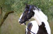 Grand cheval de 4 ans pie 