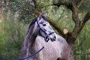 Jument de sport 1m57