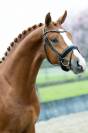KWPN castrone di 5 anni - dressage - ottima opportunita