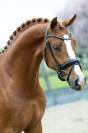 KWPN castrone di 5 anni - dressage - ottima opportunita