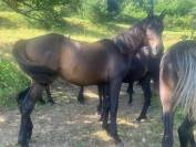 Pouliche PSA chocolat origines endurance