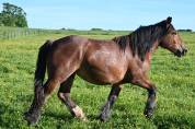 Pouliche trait belge de 2 ans