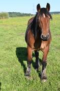 Pouliche trait belge de 2 ans