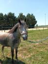 Mare Welsh Part Bred For sale 2022 Grey