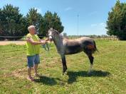 Mare Welsh Part Bred For sale 2022 Grey