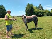 Mare Welsh Part Bred For sale 2022 Grey