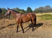 Mare English Thoroughbred For sale 2016 Bay