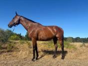 Mare English Thoroughbred For sale 2016 Bay