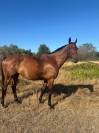Mare English Thoroughbred For sale 2016 Bay