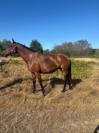 Mare English Thoroughbred For sale 2016 Bay