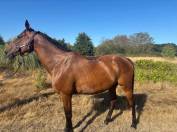 Mare English Thoroughbred For sale 2016 Bay