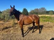 Mare English Thoroughbred For sale 2016 Bay