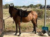 Mare English Thoroughbred For sale 2016 Bay