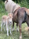 Pouliche PP shetland palomino 