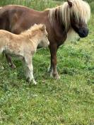 Pouliche PP shetland palomino 
