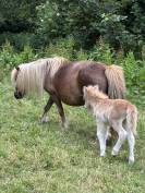 Pouliche PP shetland palomino 