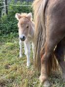 Pouliche PP shetland palomino 