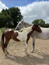 Poney Welsh de 2 ans pie