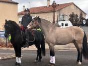 Magnifique hongre ib&eacute;rique PP
