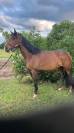 Jolie jument 6 ans 1.54m
