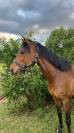 Jolie jument 6 ans 1.54m