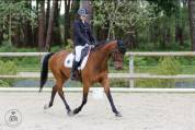 Cheval dressage/cso 