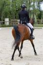 Cheval dressage/cso 