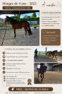 Jeune cheval de 4 ans