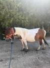 Ponette Shetland de 11 ans Caline