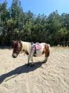 Ponette Shetland de 11 ans Caline
