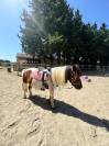 Ponette Shetland de 11 ans Caline