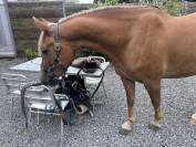 Petit cheval