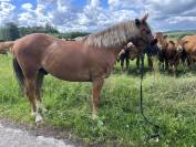 Petit cheval