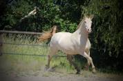 M&eacute;lia Del Sol Jument Pre PP smoky black pearl