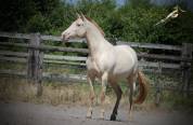 M&eacute;lia Del Sol Jument Pre PP smoky black pearl