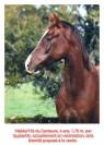 Jeune cheval de dressage prometteur 