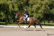 Jeune cheval de dressage prometteur 