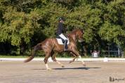 Jeune cheval de dressage prometteur 