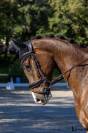 Jeune cheval de dressage prometteur 