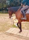 Jument de selle