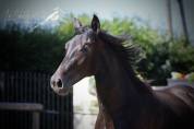 Oreo Del Sol Hongre Pre PP Noir Pearl 