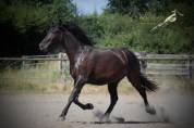 Oreo Del Sol Hongre Pre PP Noir Pearl 