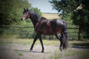 Oreo Del Sol Hongre Pre PP Noir Pearl 