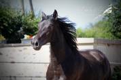 Oreo Del Sol Hongre Pre PP Noir Pearl 