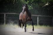 Oreo Del Sol Hongre Pre PP Noir Pearl 