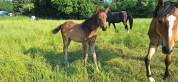 Pouliche dressage 