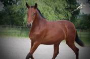 Princesa Del Sol Pouliche Pre PP Baie Pearl