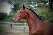 Princesa Del Sol Pouliche Pre PP Baie Pearl