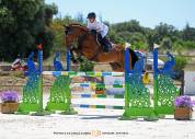 Caballo castrado Silla Franc&eacute;s En venta 2020 Bayo