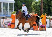 Caballo castrado Silla Franc&eacute;s En venta 2020 Bayo